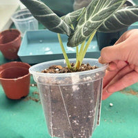 CLEARSPROUT SET – Transparent Pots for Easy Root Monitoring and Healthy Plant Growth