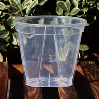 CLEARSPROUT SET – Transparent Pots for Easy Root Monitoring and Healthy Plant Growth