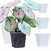 CLEARSPROUT SET – Transparent Pots for Easy Root Monitoring and Healthy Plant Growth