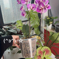 CLEARSPROUT SET – Transparent Pots for Easy Root Monitoring and Healthy Plant Growth
