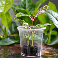 CLEARROOT SET – Transparent Nursery Pots for Easy Root Monitoring