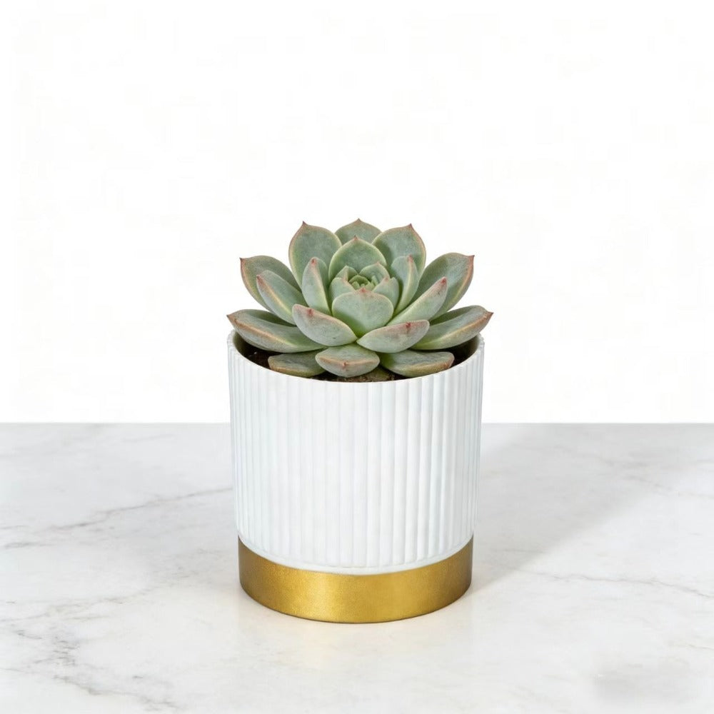 NORDIPOT – Modern Striped Planter for Elegant Indoor Plant Display