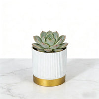 NORDIPOT – Modern Striped Planter for Elegant Indoor Plant Display