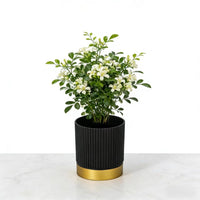 NORDIPOT – Modern Striped Planter for Elegant Indoor Plant Display