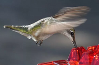 Ant Proof Hummingbird Feeder - 30 Feeding Ports for Easy Nectar Access 3