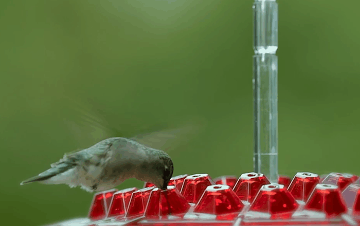 Ant Proof Hummingbird Feeder - 30 Feeding Ports for Easy Nectar Access 6