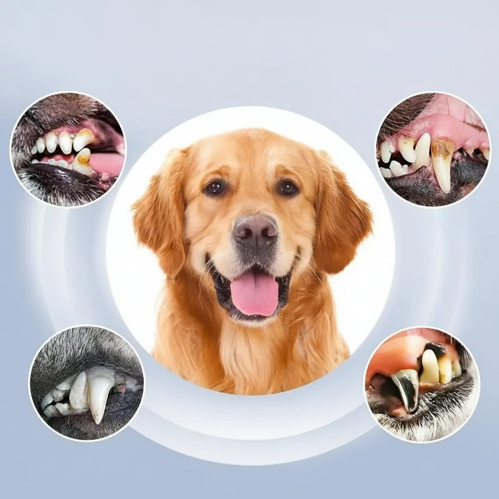 DentoraSonic - Ultrasonic Dental Care Device for Pets with 5 Cleaning Levels 3