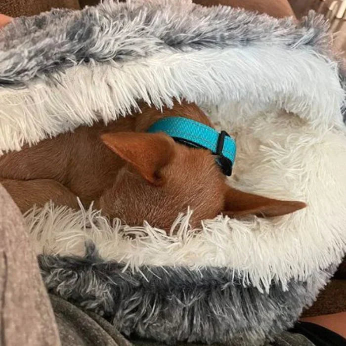 FurHaven Orthopedic Dog Bed - Large Cozy Support for Joint Relief 4