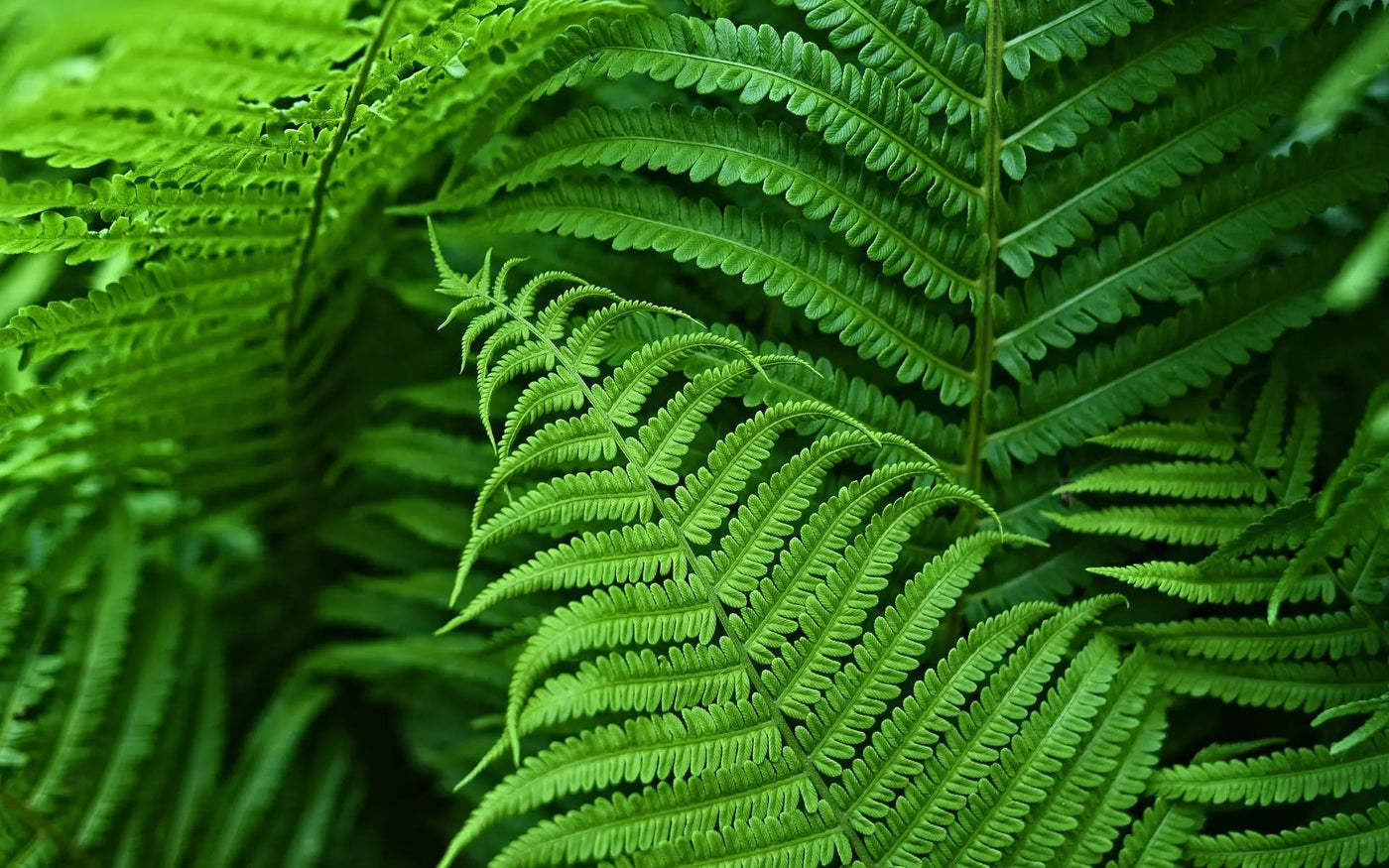 Lifelike Artificial Boston Fern - UV-Resistant Faux Plants for Outdoor Décor 2