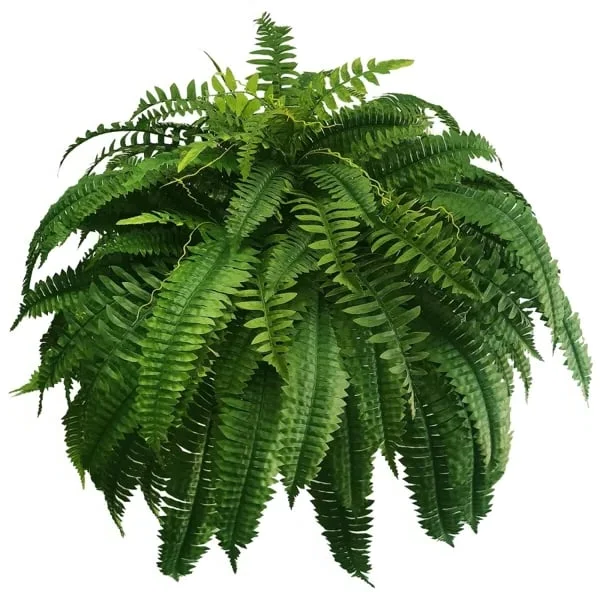 Lifelike Artificial Boston Fern - UV-Resistant Faux Plants for Outdoor Décor 5