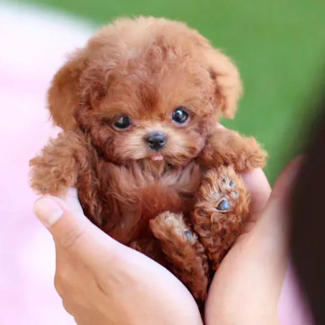 PlushWau - Interactive Realistic Plush Toy Dog with Touch Response 0