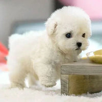 PlushWau - Interactive Realistic Plush Toy Dog with Touch Response 3