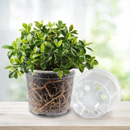 ROOTCLEAR SET – 20 Pack Transparent Nursery Pots for Easy Root Monitoring