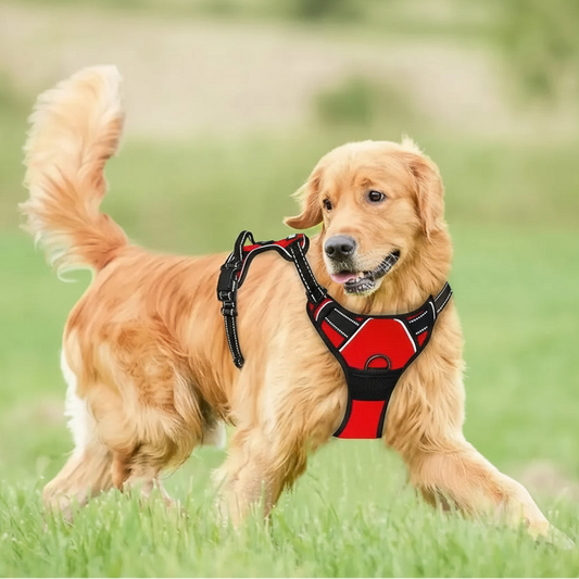PAWSLUX SET – Leather Dog Collar, Harness & Leash Combo