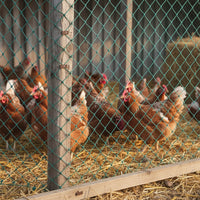 DEERBLOCK – Protective Garden Netting for Birds and Wildlife Control