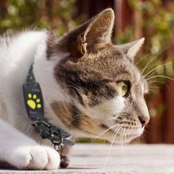 SmartCat - GPS Cat Tracker Collar with Real-Time Location Updates 3