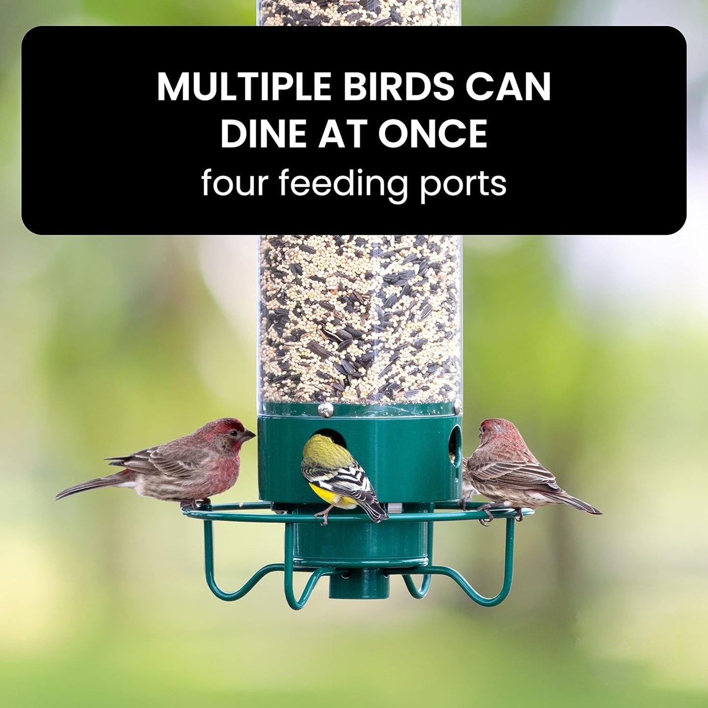 Squirrel Proof Bird Feeder - Weight-Activated Perch, Durable Metal Design, 5 lb Capacity 4