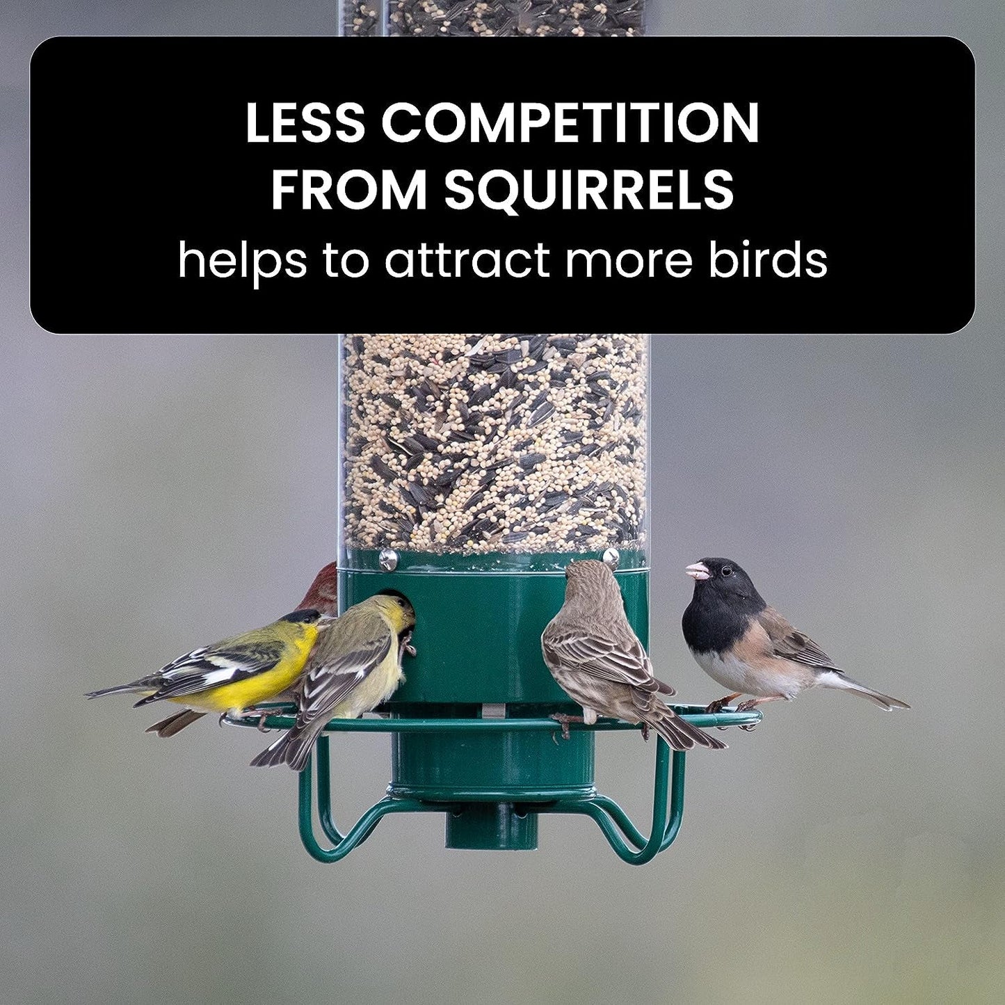 Squirrel Proof Bird Feeder - Weight-Activated Perch, Durable Metal Design, 5 lb Capacity 6
