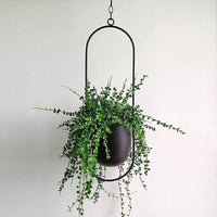 VERTILINE – Minimalist wall plant hanger with adjustable chain for a sleek, clear interior 4