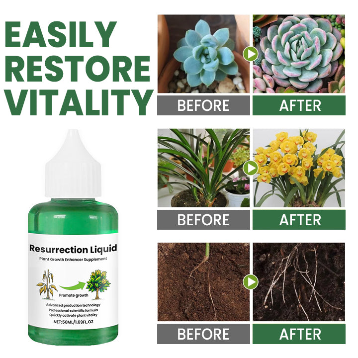 BOTANOVA – Plant Care Solution for Renewed Vitality and Fresh Growth