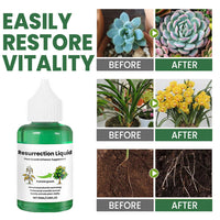 BOTANOVA – Plant Care Solution for Renewed Vitality and Fresh Growth
