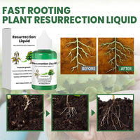 BOTANOVA – Plant Care Solution for Renewed Vitality and Fresh Growth