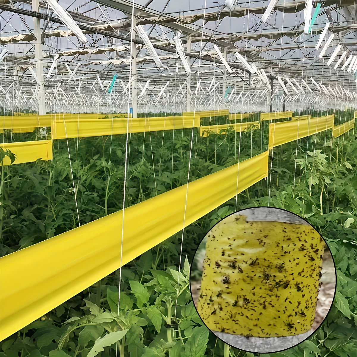 BUGSTRIP – Sticky Outdoor Insect Barrier Tape