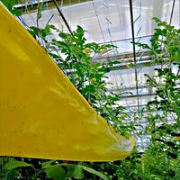 BUGSTRIP – Sticky Outdoor Insect Barrier Tape
