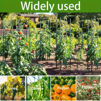TOMABOX – Structured Tomato Growing & Large Capacity Support